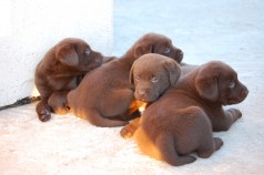 Fotos de perros